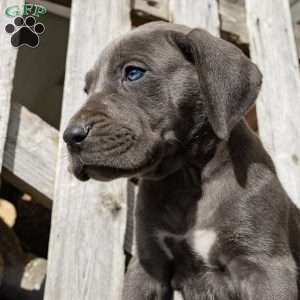 Blue Moon, Great Dane Puppy